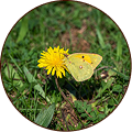 Small Grass Yellow